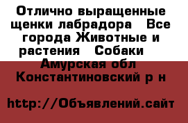 Отлично выращенные щенки лабрадора - Все города Животные и растения » Собаки   . Амурская обл.,Константиновский р-н